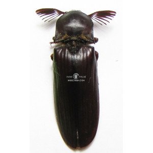 ELATERIDAE SSP